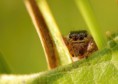 /album/salticidae/evarcha-arcuata1-jpg/